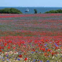 Flowers of Ruegen seen from the viewpoint Reddevitz